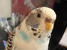 Official budgie photo thread!