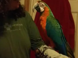 New Macaw Owner