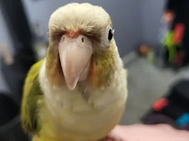 Teeko