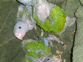 Update on my baby Amazons