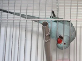 Indin ringneck parrot has redish iris