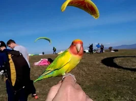Two years successful daily free flight with my two males Lovebirds Grom and Sarenko