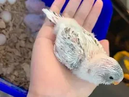 Baby Parakeets need a new home (NY)