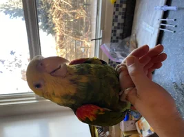 Rehomed DYH Diet Transition