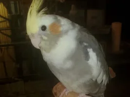 Texas Tiels Thread.