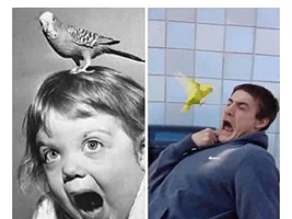 The best Bird meme!!
