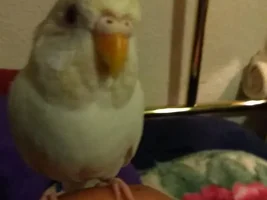 budgie gender trouble?!?