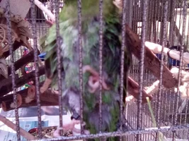 Wet chickens!!