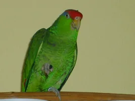 Show Off Your Bird!