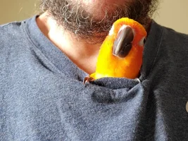 Sun Conure age difference