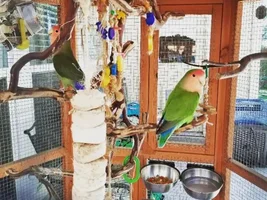 Is it possible for Lovebirds not to molt?
