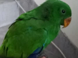 3 mths plus Eclectus