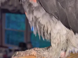 Help diagnosing toe issue for Timneh African Grey