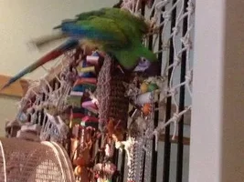 Buffon Macaw