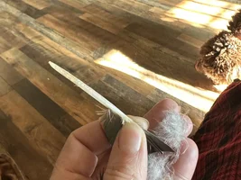 Should I be concerned? Plucking or molting