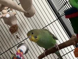Hello! My entire life story about budgies :)