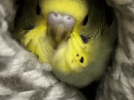 Disabled "Nugget"