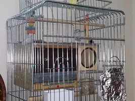 Breeding cockatiels