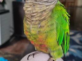 Subject: Female Green Cheek Conure feather discoloration (yellowing edges/whitish patches) after egg-laying history — Advice needed!