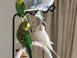 So I got her a nestbox....
