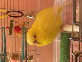Budgie sick or just tired? First budgie