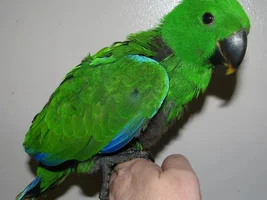 Finally getting an Eclectus!!