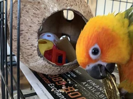 We want to see your homemade toys!
