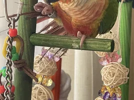 Preening or Plucking?!