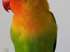 Drawing your birds