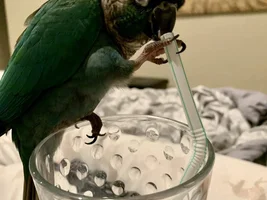 What's something you've seen your bird do that you can't get over?
