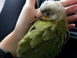 Baby Piña!