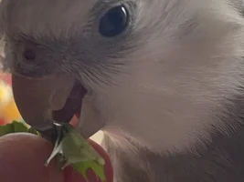 RICO LIKES DANDELION!!