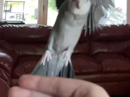Lemme see ya favorite pics of your birbies 👁️👄👁️