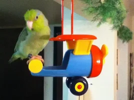 Parrotlet Question