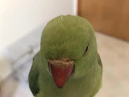 Indian ring neck beak problem
