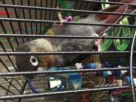 Plucking update and nutrition question