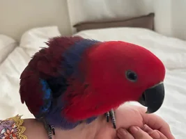 Concern About My Eclectus Female’s Weight — Seeking Advice