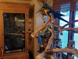 My Blue Throated Macaw, Oni