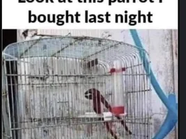 The best Bird meme!!