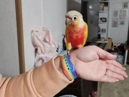 Help identify Conure