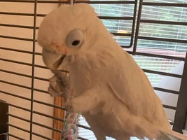 Goffin Cockatoo to rehome….