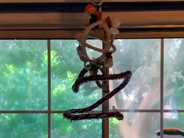 Green cheek conures not getting along