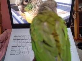 Teeko