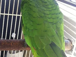 What bird is this?