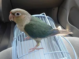 New addition to the flock ~Layla~