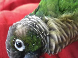 Help! White things all over my bird for years