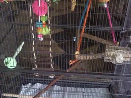 Cage decorating