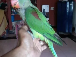 New Owner of an Alexandrine