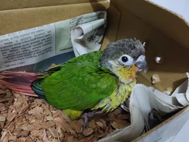 Baby yellow sided green cheek is not eating