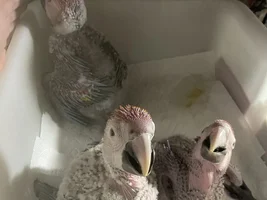 Macaw price?
